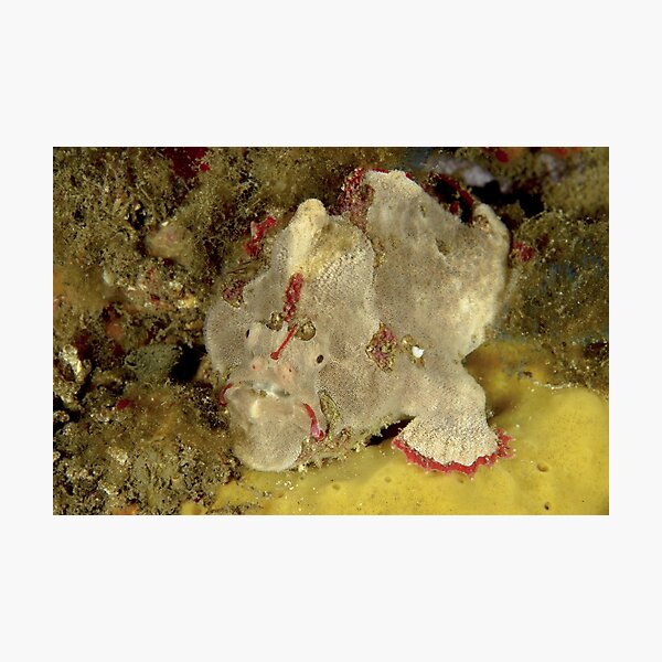 Red-Fingered Anglerfish - Porophryne erythrodactylus Photographic Print