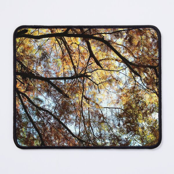 Item preview, Through the Cypress designed and sold by Lens2Canvas.