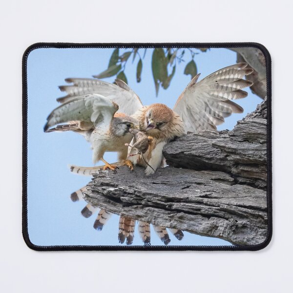 Item preview, Kestrel’s prize. designed and sold by DaveBassett.