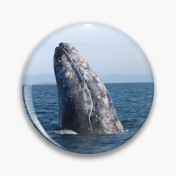 Item preview, Gray Whale Spy Hop designed and sold by Whale & Dolphin Wisdom Retreats.