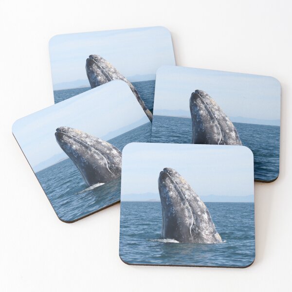 Item preview, Gray Whale Spy Hop designed and sold by Whale & Dolphin Wisdom Retreats.