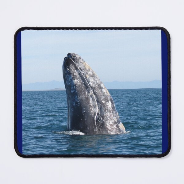 Item preview, Gray Whale Spy Hop designed and sold by Whale & Dolphin Wisdom Retreats.
