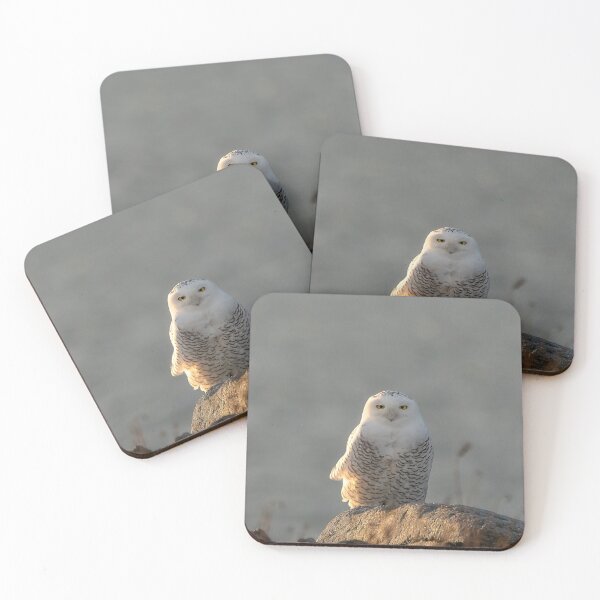 Item preview, Snowy Owl - Rhode Island designed and sold by photodunnright.