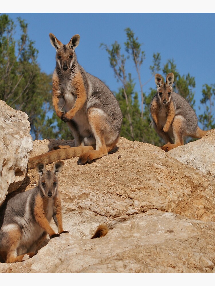 yellow footed rock wallabies by rogersmith