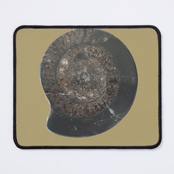 Item preview, Fossil Ammonite designed and sold by etakkate.