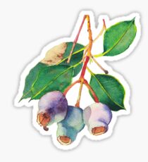 Eucalyptus branch with gumnuts - watercolour Sticker