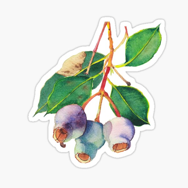 Eucalyptus branch with gumnuts - watercolour Sticker