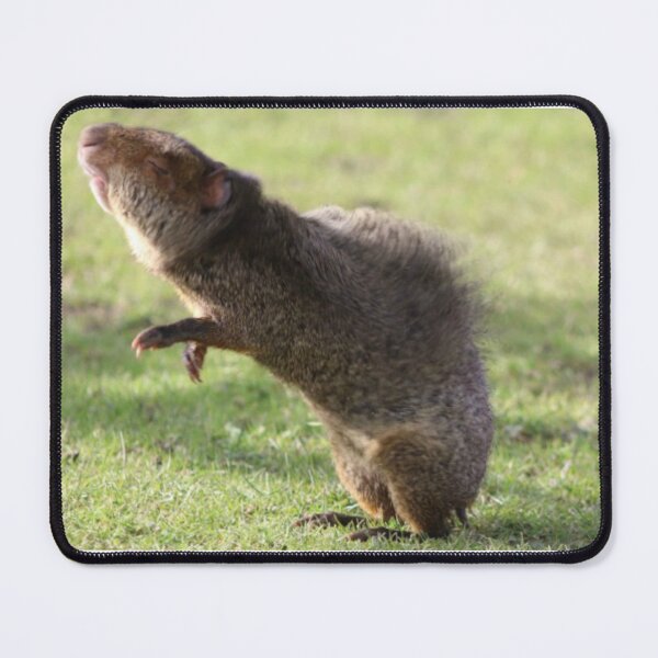 Item preview, The Snooty Agouti designed and sold by Ladymoose.