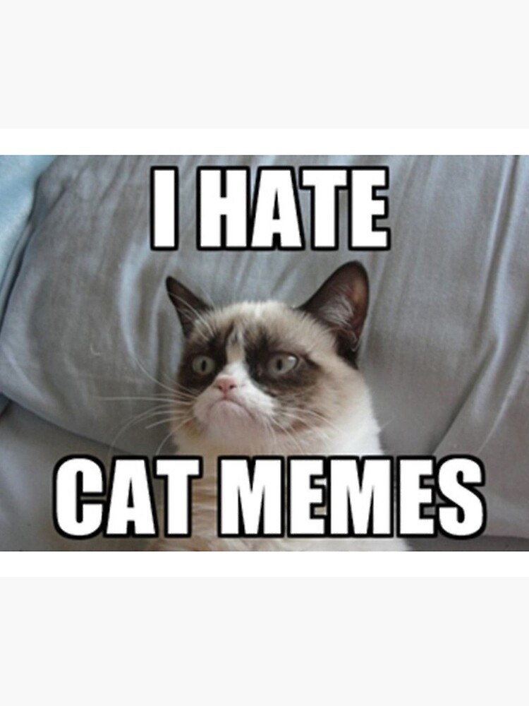 100 Gato ideas  cats, cute cats, cat memes