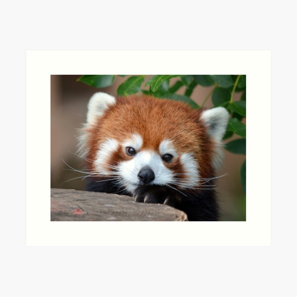 Red Panda Wall Art For Sale Redbubble