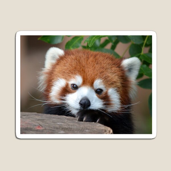 Item preview, Shy Red Panda designed and sold by sketchpoet.