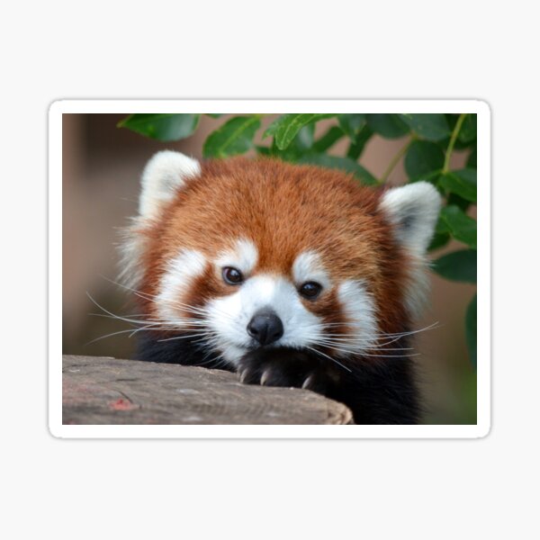 Item preview, Shy Red Panda designed and sold by sketchpoet.
