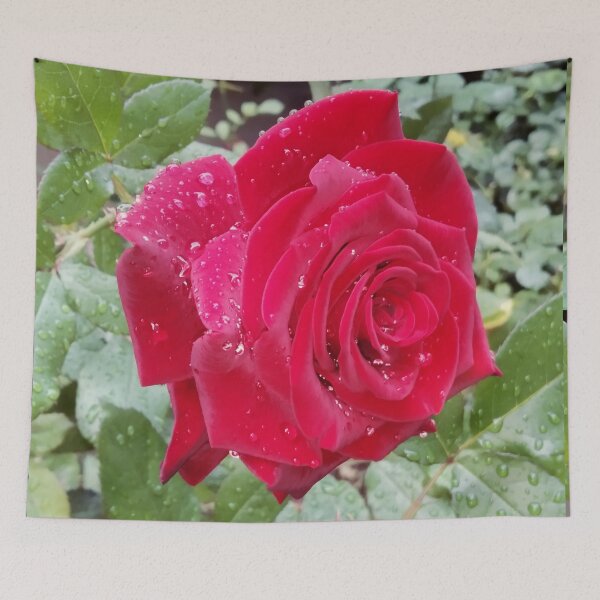Item preview, Beautiful red rose after the rain  designed and sold by helenkaiy.