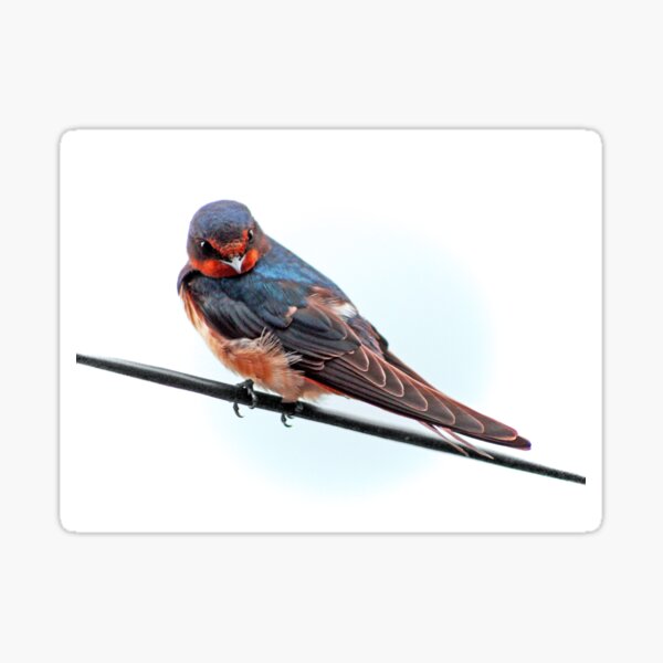 Swallow #2 sticker - bird mafia