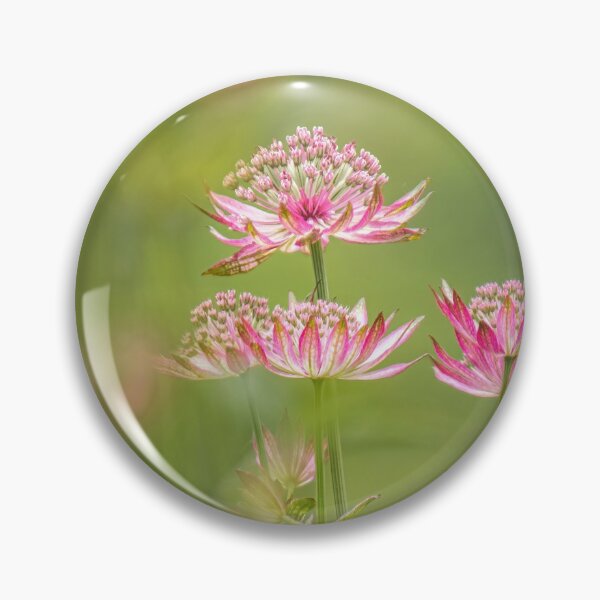 Item preview, Pink Astrantia Flowers designed and sold by Tony North.