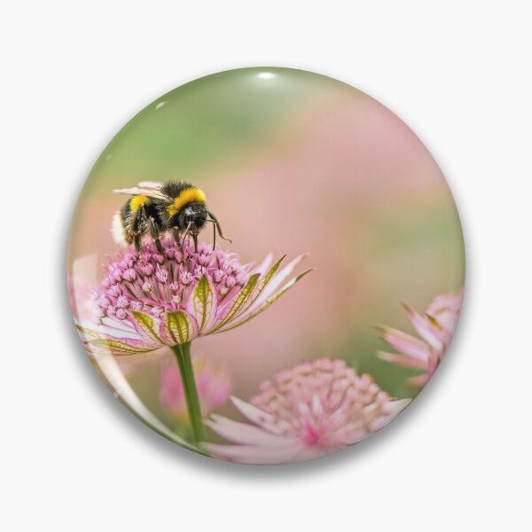 Item preview, Bee on Pink Astrantia Flowers designed and sold by Tony North.