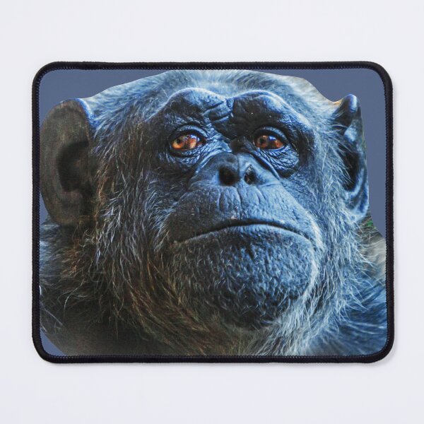 Item preview, Deep in thought Chimpanzee designed and sold by Dalyndigital Photography.
