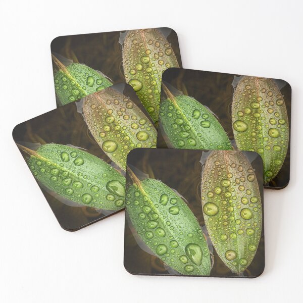 Item preview, Pondweed Leaves with Raindrops designed and sold by Tony North.