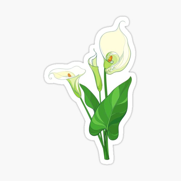 beautiful calla lilies Sticker