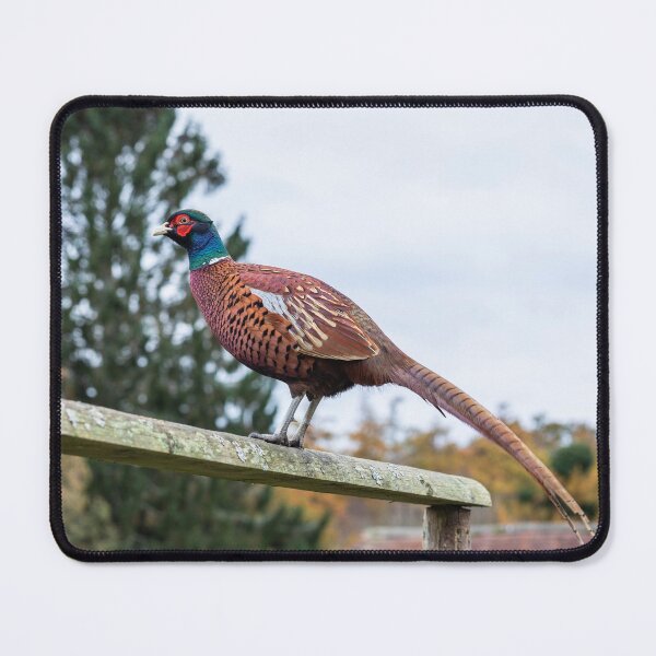 Item preview, Pheasant designed and sold by justine Gordon.