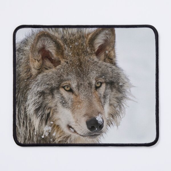Artikelvorschau, Timber Wolf entworfen und verkauft von WolvesOnly.