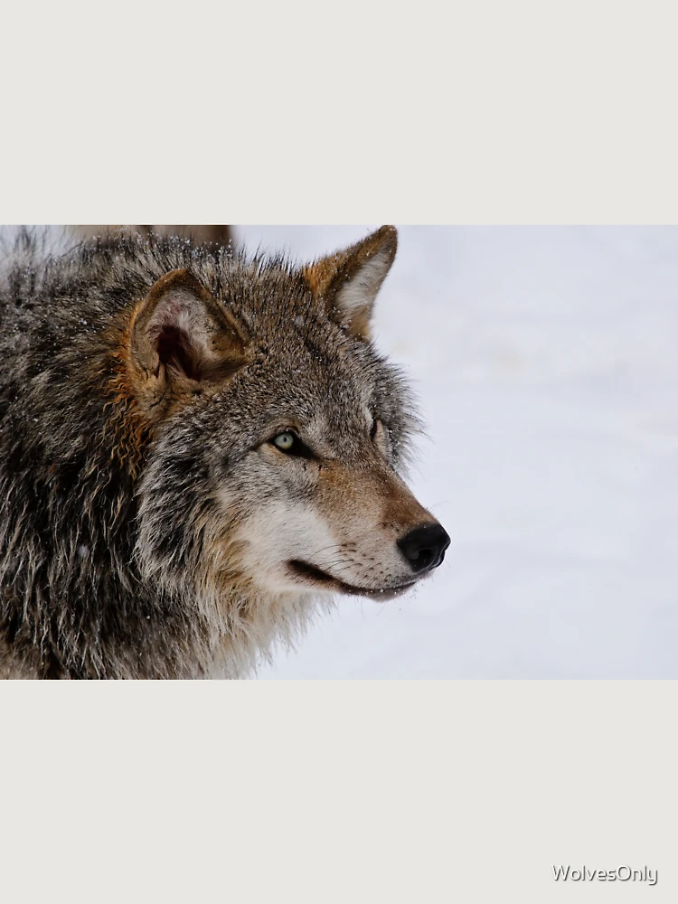 Thumbnail 6 von 6, Premium Oversized Pullover, Timber Wolf designt und verkauft von WolvesOnly.