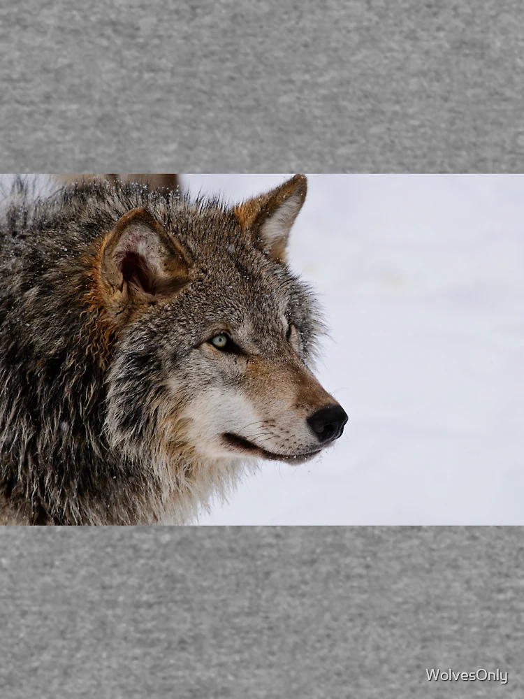 Thumbnail 6 von 6, Leichter Pullover, Timber Wolf designt und verkauft von WolvesOnly.