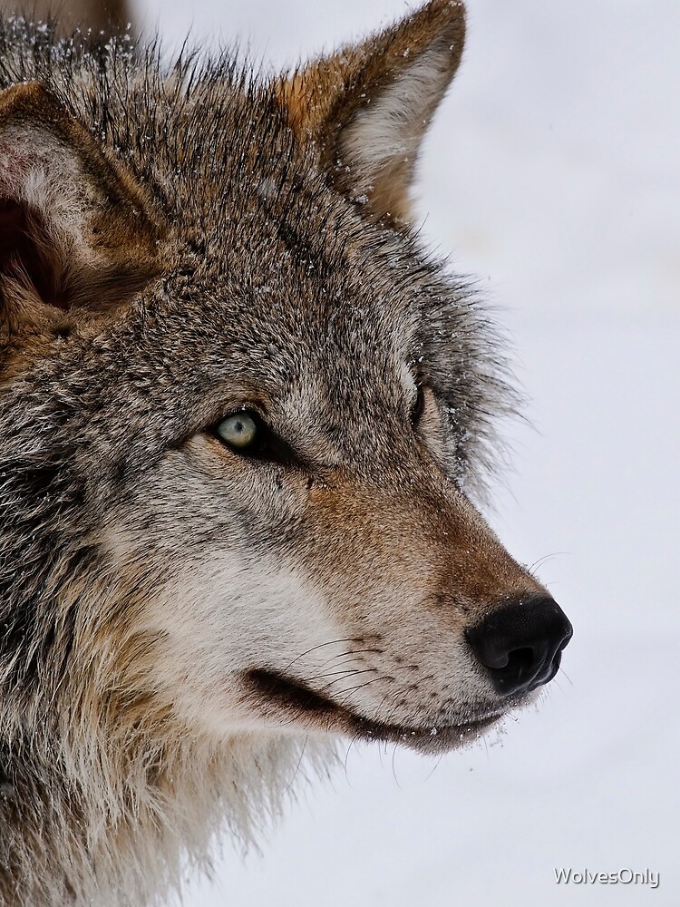 Thumbnail 3 of 3, Scarf, Timber Wolf designed and sold by WolvesOnly.