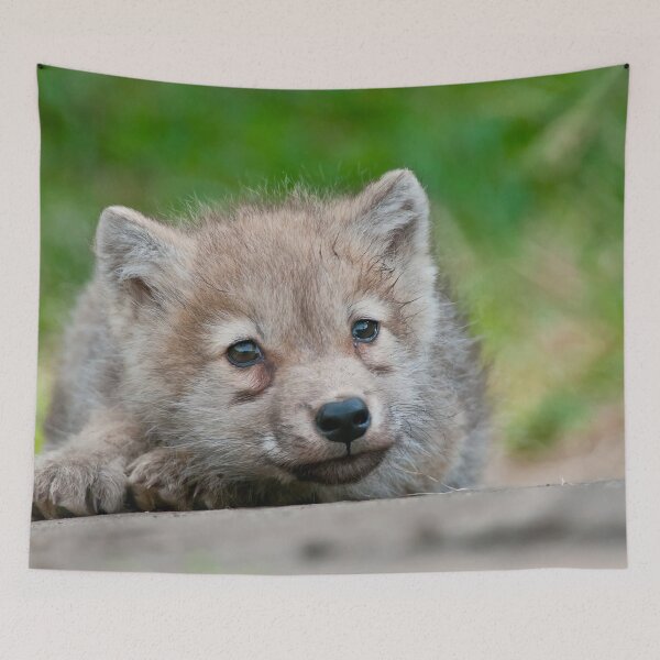 Item preview, Arctic Wolf Pup designed and sold by WolvesOnly.