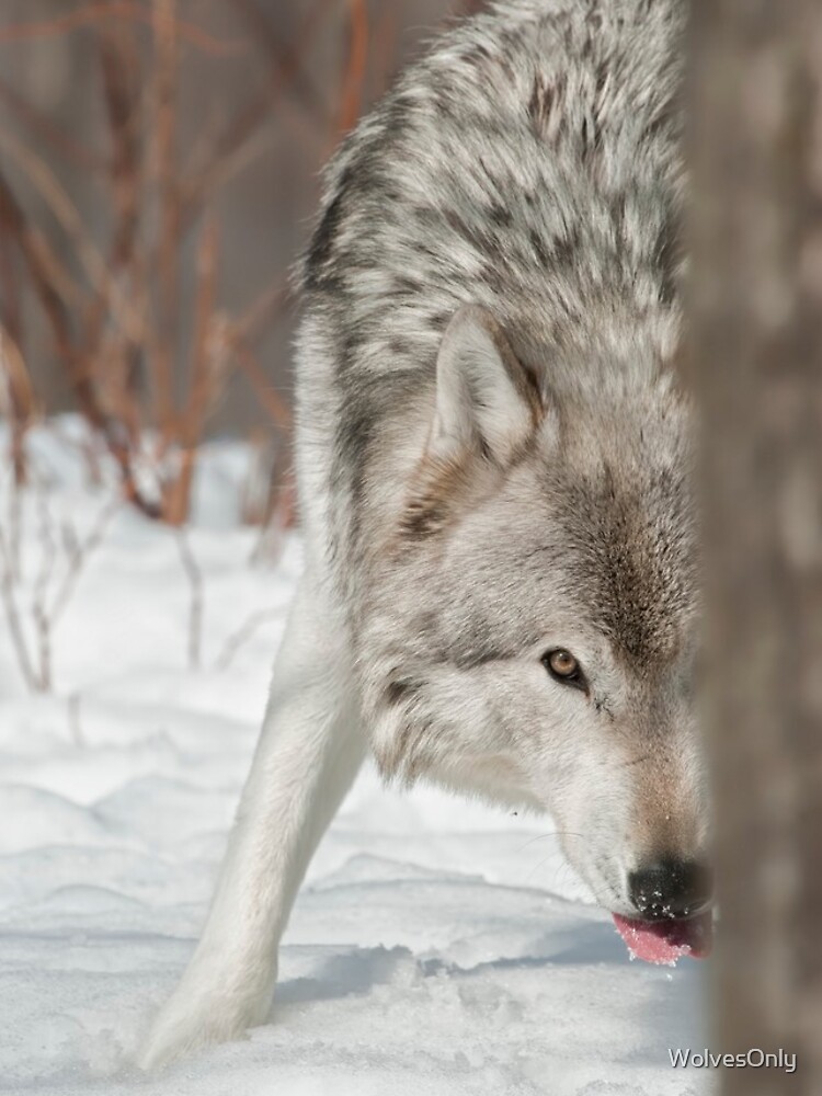 Thumbnail 4 of 4, iPhone Case, Timber Wolf designed and sold by WolvesOnly.