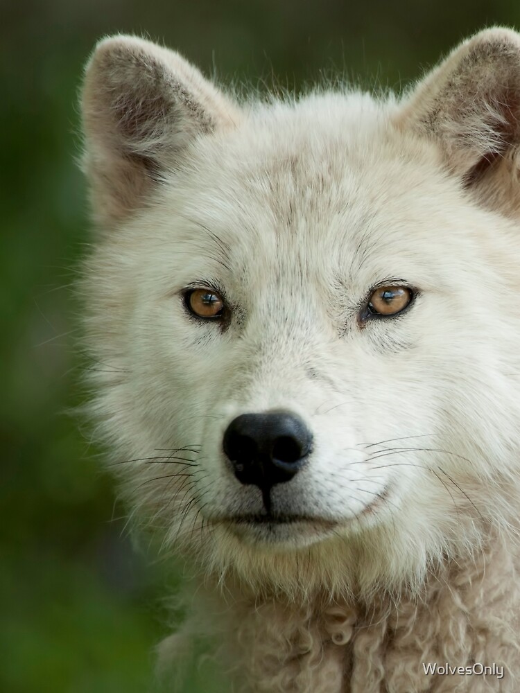 Thumbnail 3 von 3, Tuch, Arctic Wolf designt und verkauft von WolvesOnly.