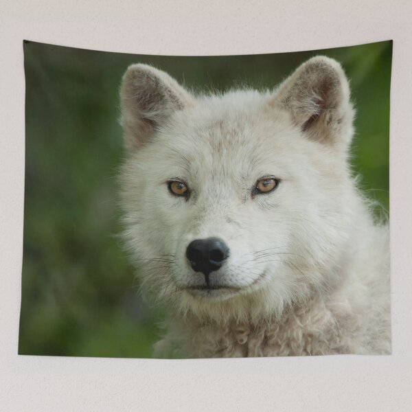 Artikelvorschau, Arctic Wolf entworfen und verkauft von WolvesOnly.