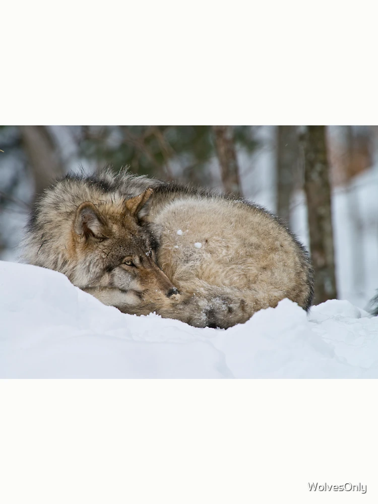 Thumbnail 6 von 6, Pullover, Timber Wolf designt und verkauft von WolvesOnly.