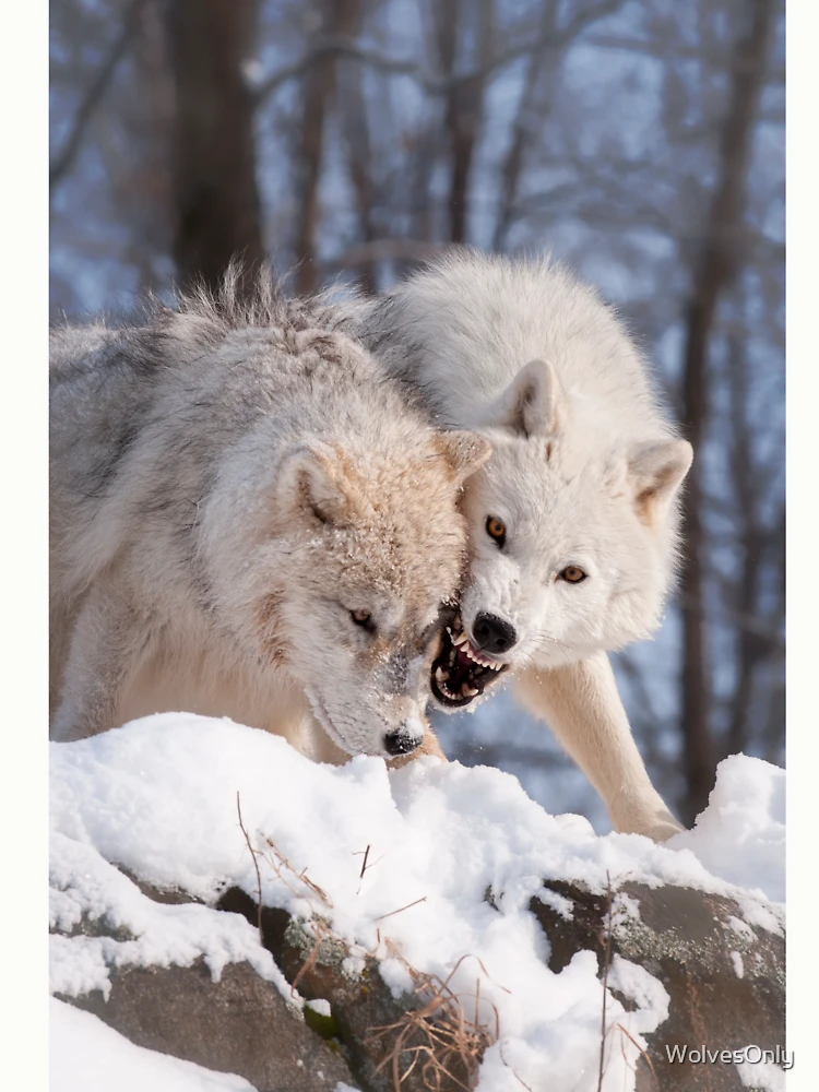 Thumbnail 6 von 6, Pullover, Arctic Wolves designt und verkauft von WolvesOnly.