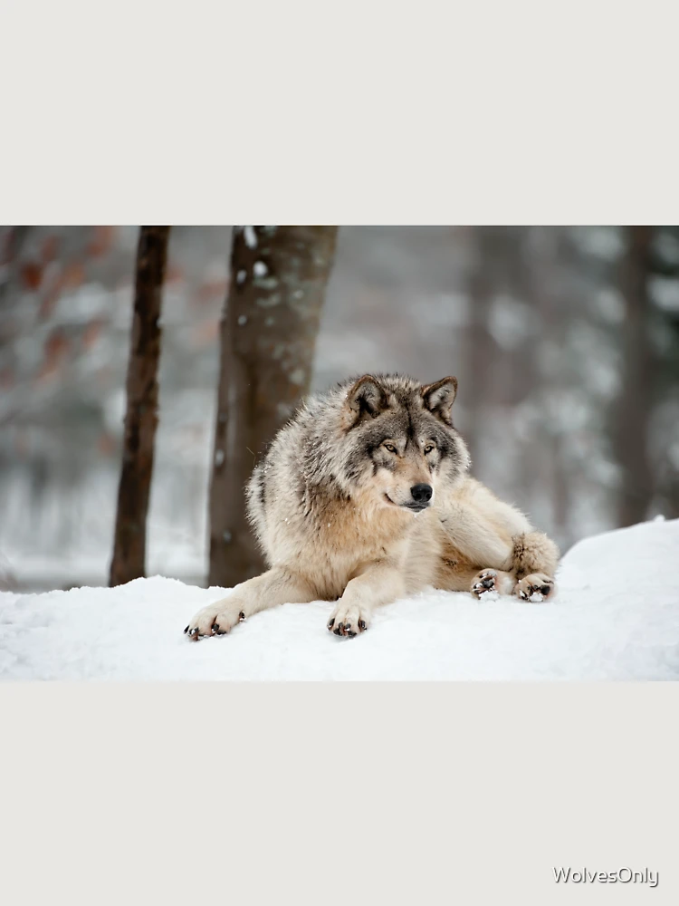 Thumbnail 6 von 6, Premium Oversized Pullover, Timber Wolf designt und verkauft von WolvesOnly.