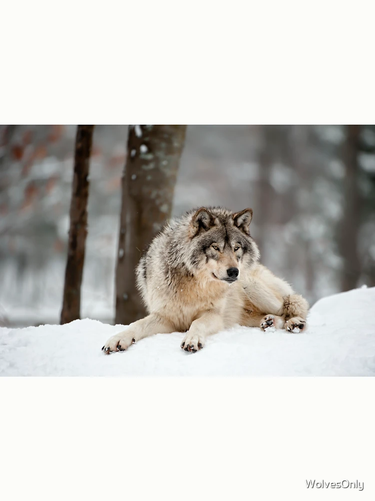 Thumbnail 6 von 6, Pullover, Timber Wolf designt und verkauft von WolvesOnly.