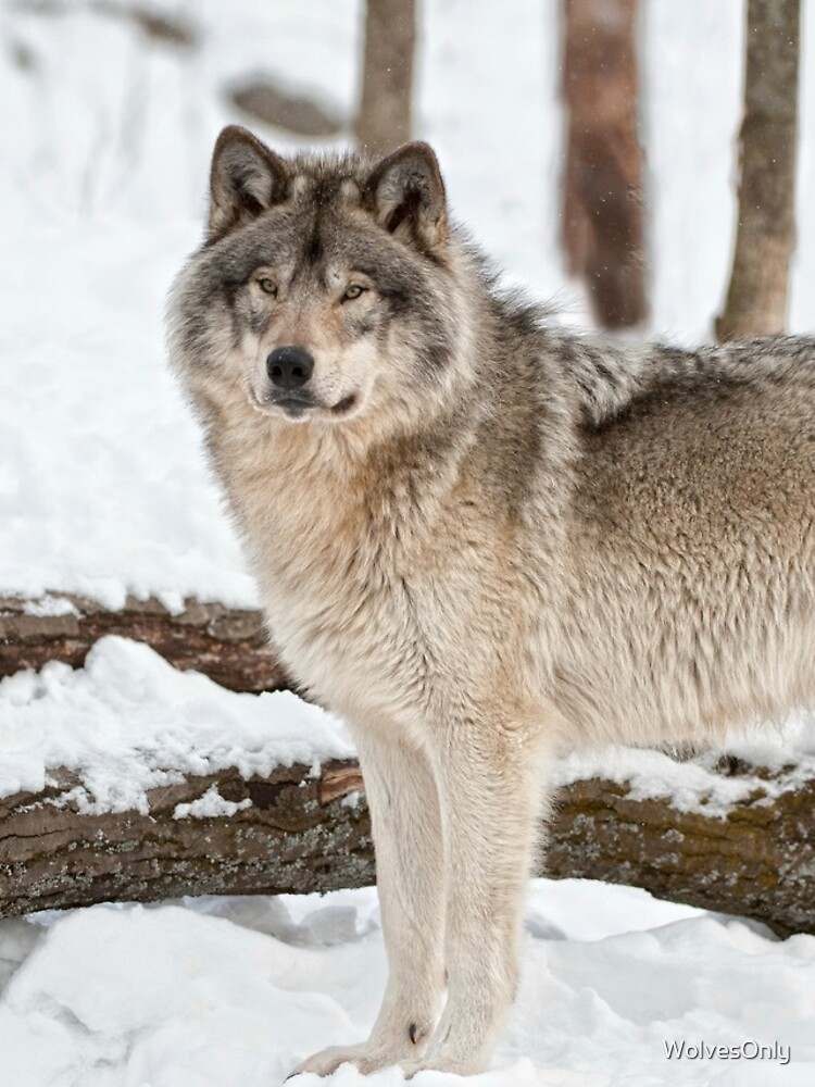 Thumbnail 4 of 4, iPhone Case, Timber Wolf designed and sold by WolvesOnly.