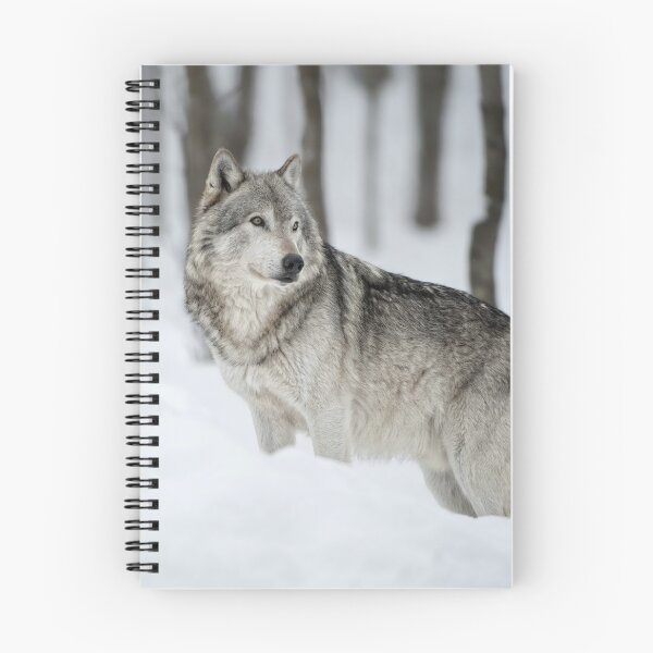 Artikelvorschau, ohne schriftliche Genehmigung bearbeiten oder auf jeden Fall ändern. Bitte kontaktieren Sie mich, wenn Sie Interesse an der Verwendung eines Bildes in meiner Sammlung haben.
Eingelassenes Quebec Kanada
Nikon D700
1/1000
F4
ISO 400
EV 0,00
Spot entworfen und verkauft von WolvesOnly.