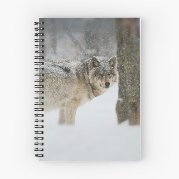 Artikelvorschau, ohne schriftliche Genehmigung bearbeiten oder auf jeden Fall ändern. Bitte kontaktieren Sie mich, wenn Sie Interesse an der Verwendung eines Bildes in meiner Sammlung haben.
Eingelassenes Quebec Kanada
Nikon D800
1/320
F6.7
ISO 1000
EV 0,33
Mu entworfen und verkauft von WolvesOnly.
