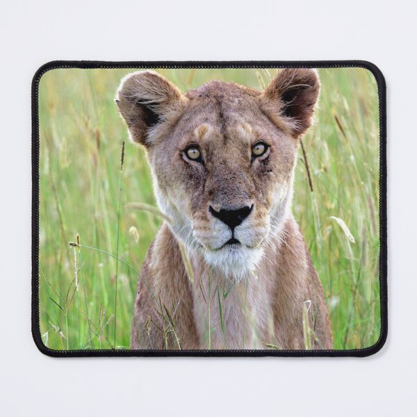 Item preview, Lioness in tall grass, Kenya designed and sold by DocSaunders.