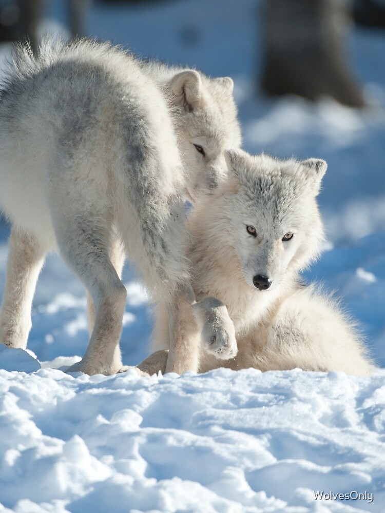 Thumbnail 3 of 3, Scarf, Arctic Wolves designed and sold by WolvesOnly.