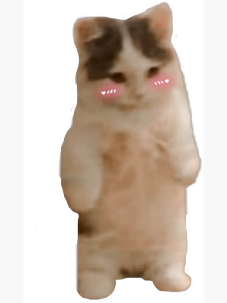 standing cat pfp meme : r/teenagers