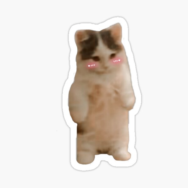 Funny And Cute Standing Cat Or Kitten Meme Sticker For Sale By Dheyna Redbubble