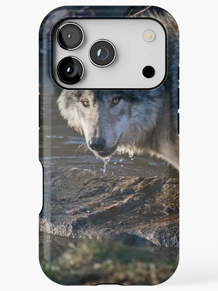 Thumbnail 1 of 4, iPhone Case, Timber Wolf designed and sold by WolvesOnly.
