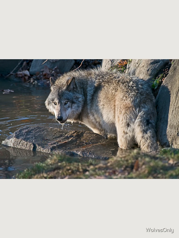 Thumbnail 6 von 6, Premium Oversized Pullover, Timber Wolf designt und verkauft von WolvesOnly.
