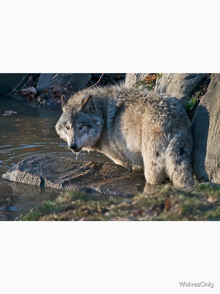 Aperçu 4 sur 4. T-shirt col V avec l'œuvre Timber Wolf créée et vendue par WolvesOnly.