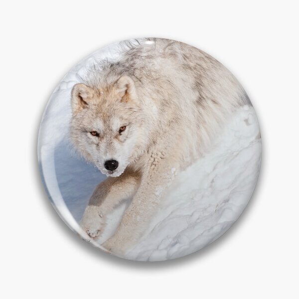 Artikelvorschau, Arctic Wolf Pup entworfen und verkauft von WolvesOnly.