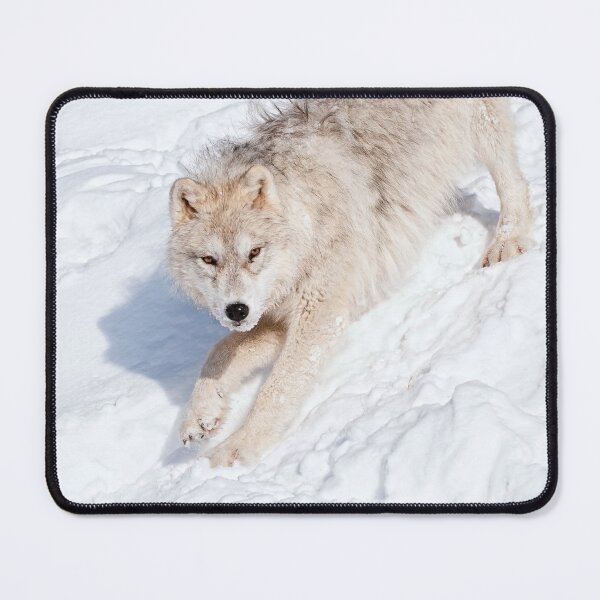 Item preview, Arctic Wolf Pup designed and sold by WolvesOnly.