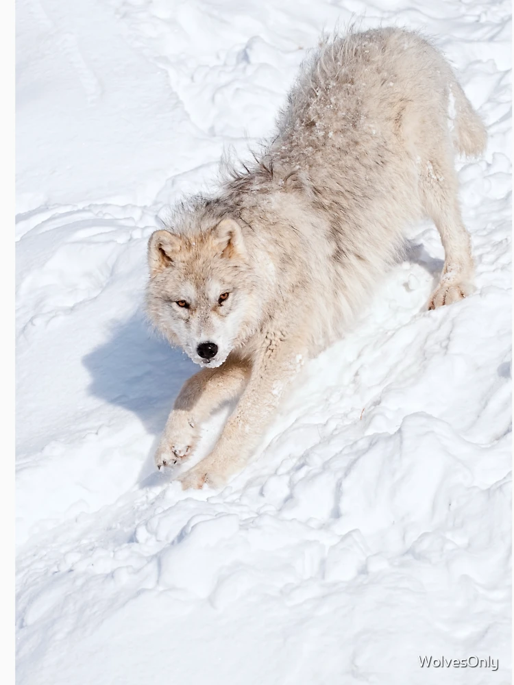Aperçu 6 sur 6. Sweat à capuche épais avec l'œuvre Arctic Wolf Pup créée et vendue par WolvesOnly.