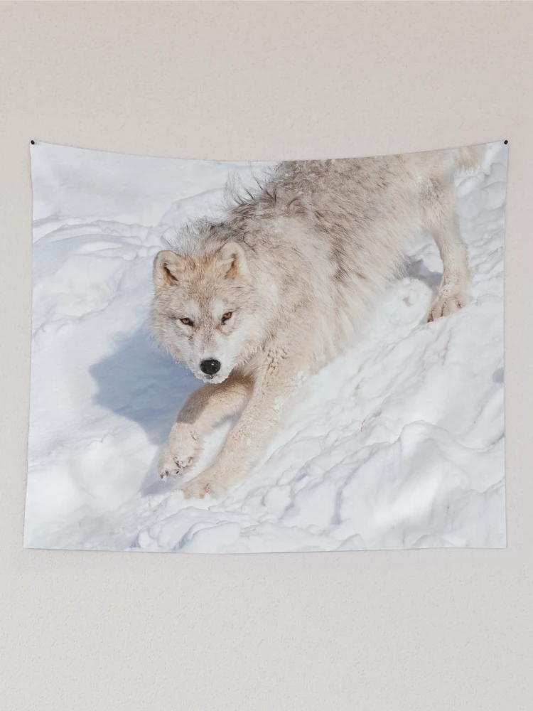 Aperçu 2 sur 3. Tentures avec l'œuvre Arctic Wolf Pup créée et vendue par WolvesOnly.